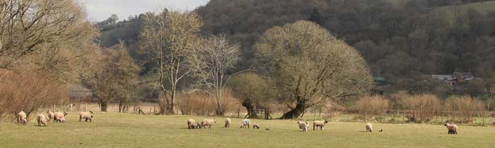 Clun Forest Sheep in the Clun Valley, Shropshire