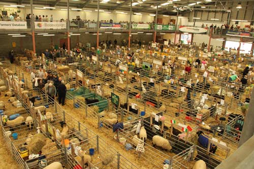 Sheep breed pens at the Royal Welsh Show