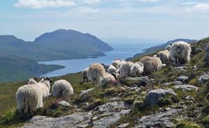 Hebridean Blackface wethers, Western Isles, Scotland