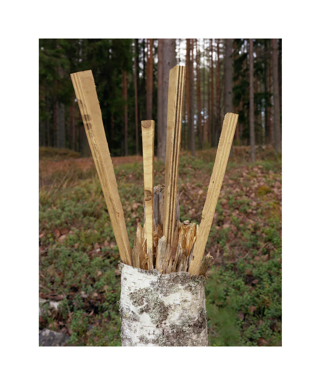 Miinna Pöllänen, Bouquet , 2013, C-type handprint