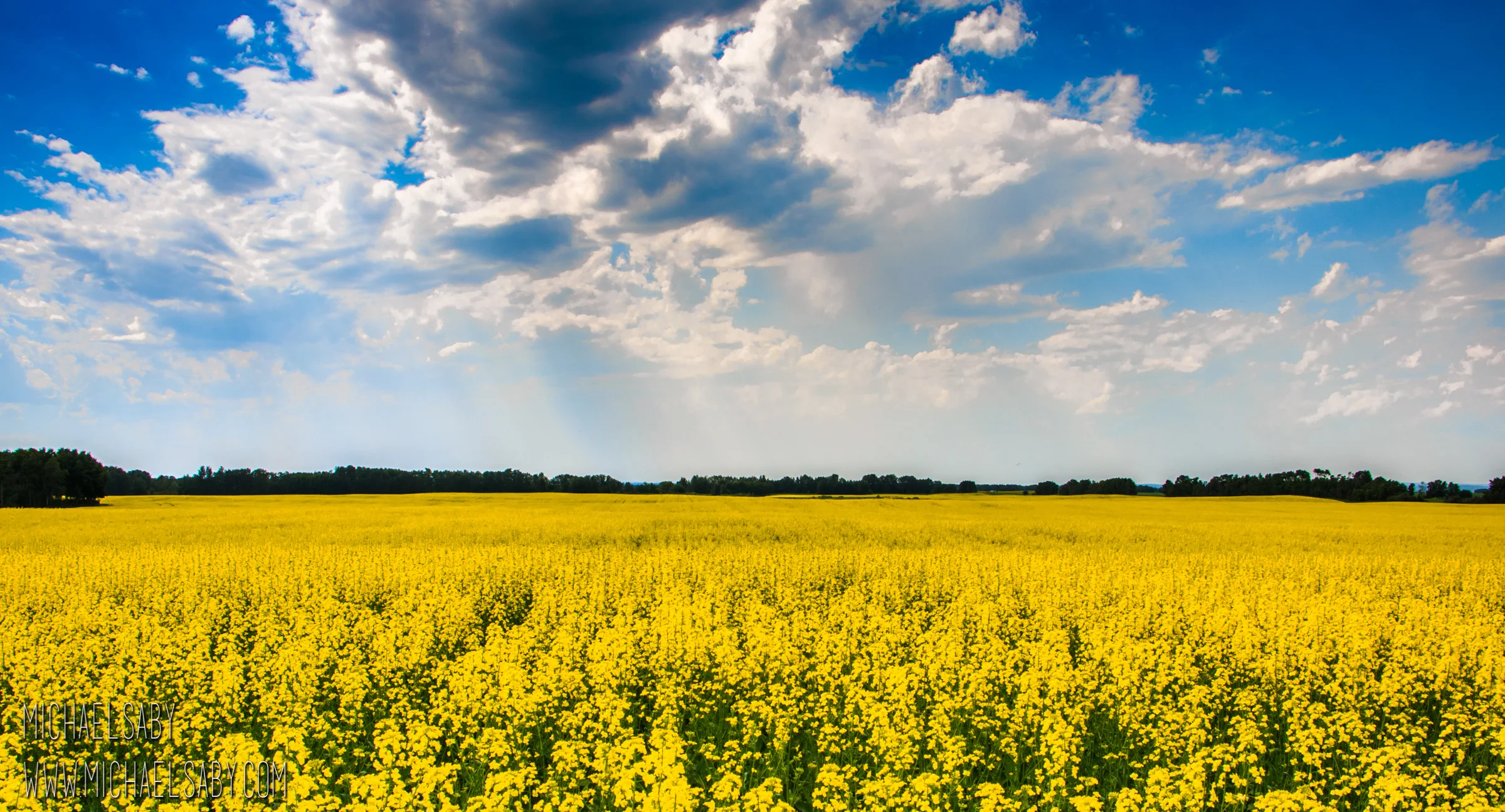 Canola Field