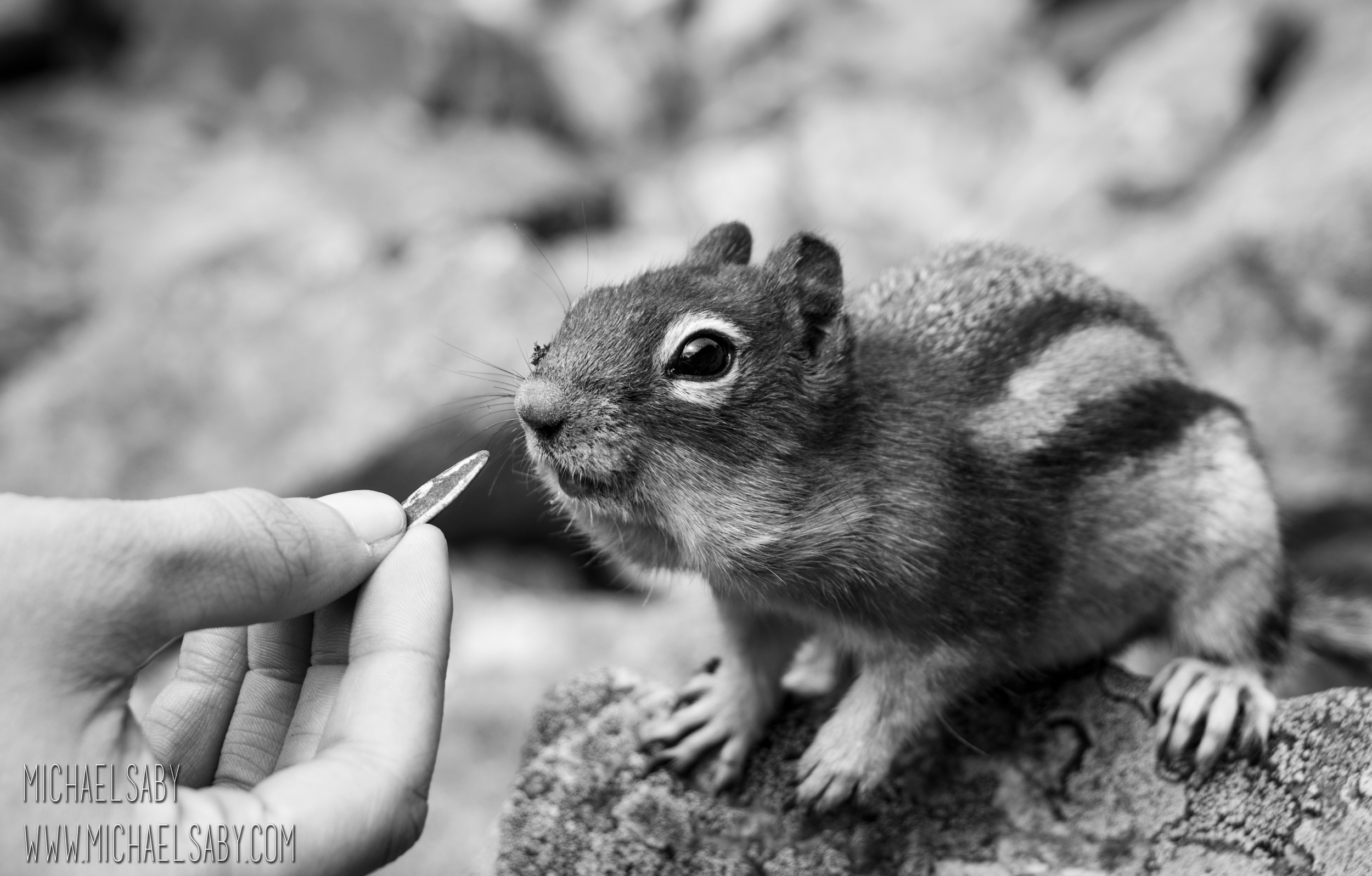 Feeding Chipmunk