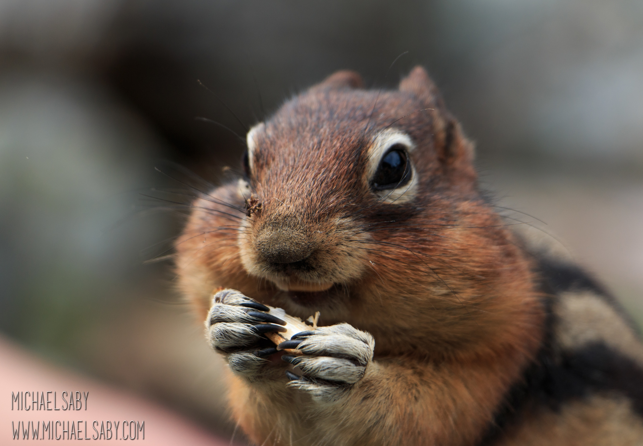 Chipmunk Eating