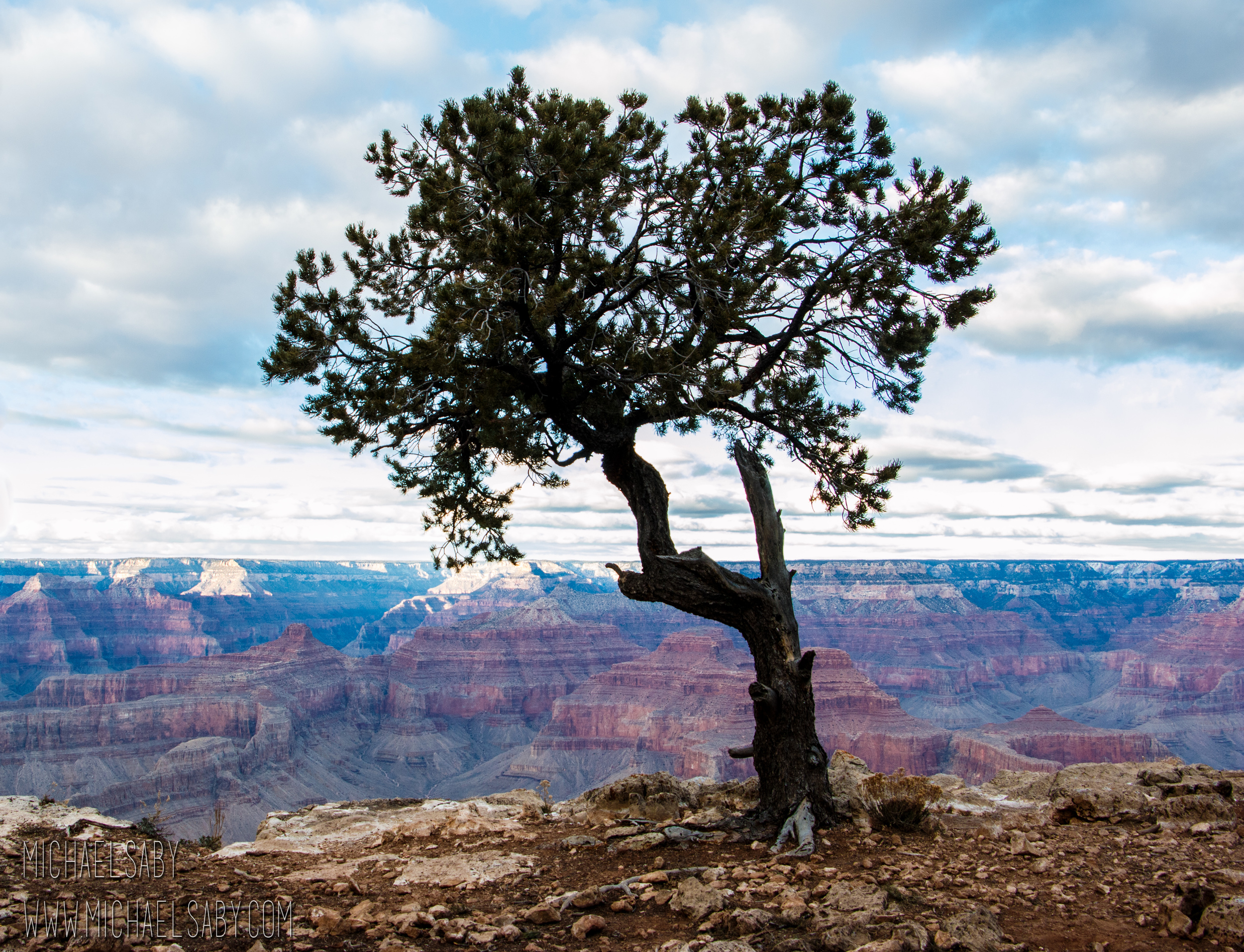 Grand Canyon Tree