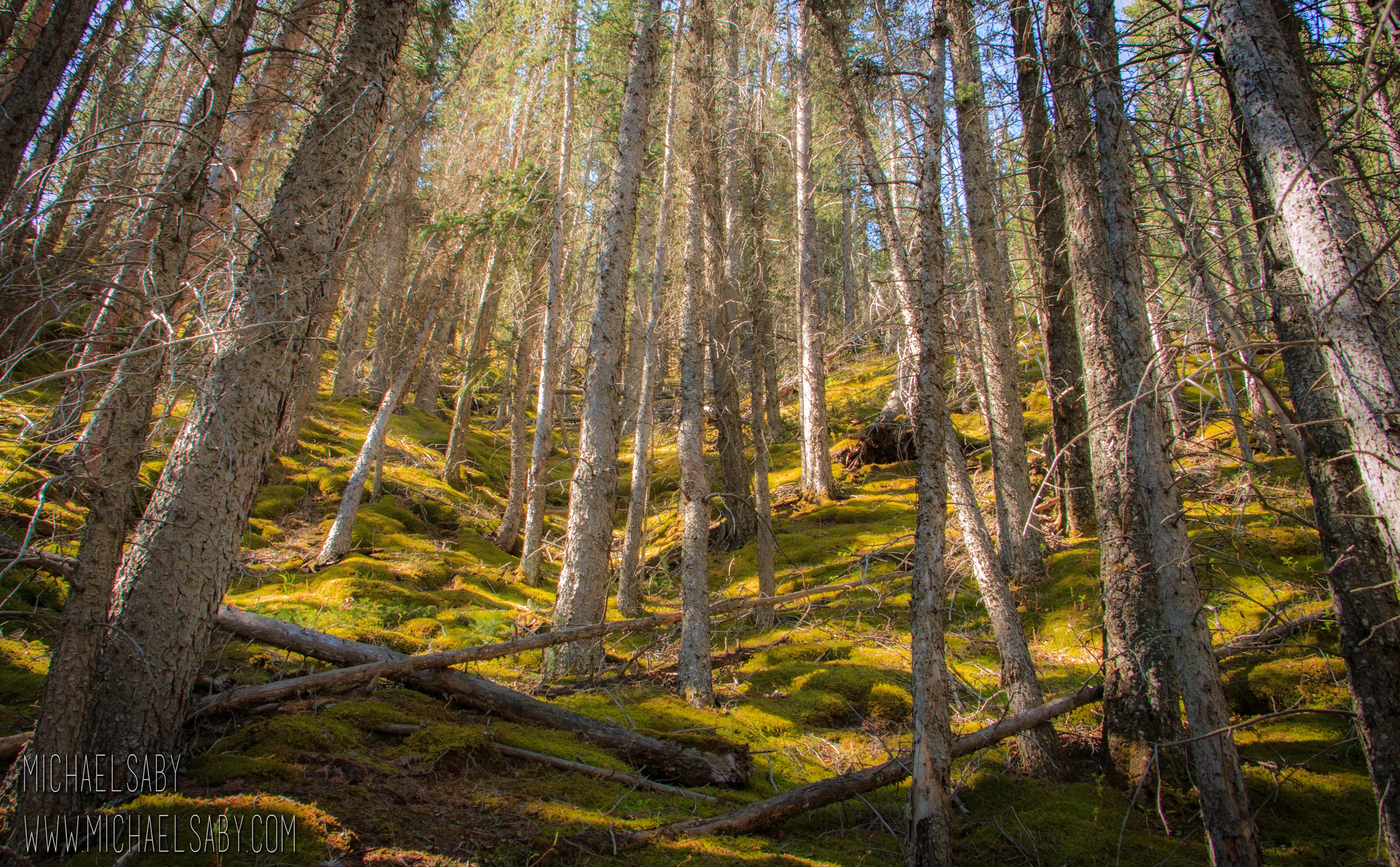 Mossy Forest