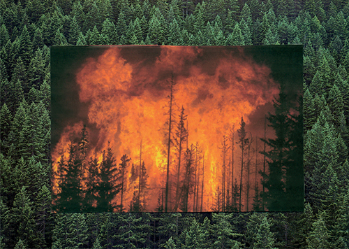 FIREWOOD