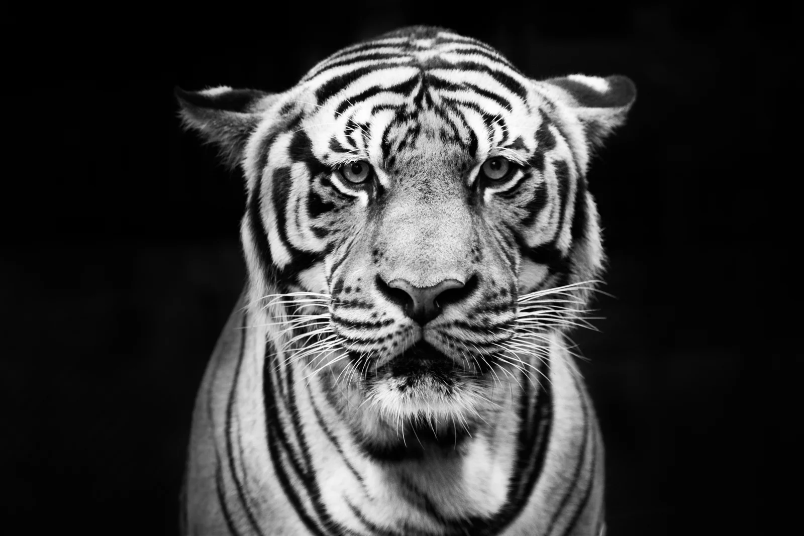 LauraMDavila-Tiger-3.jpg