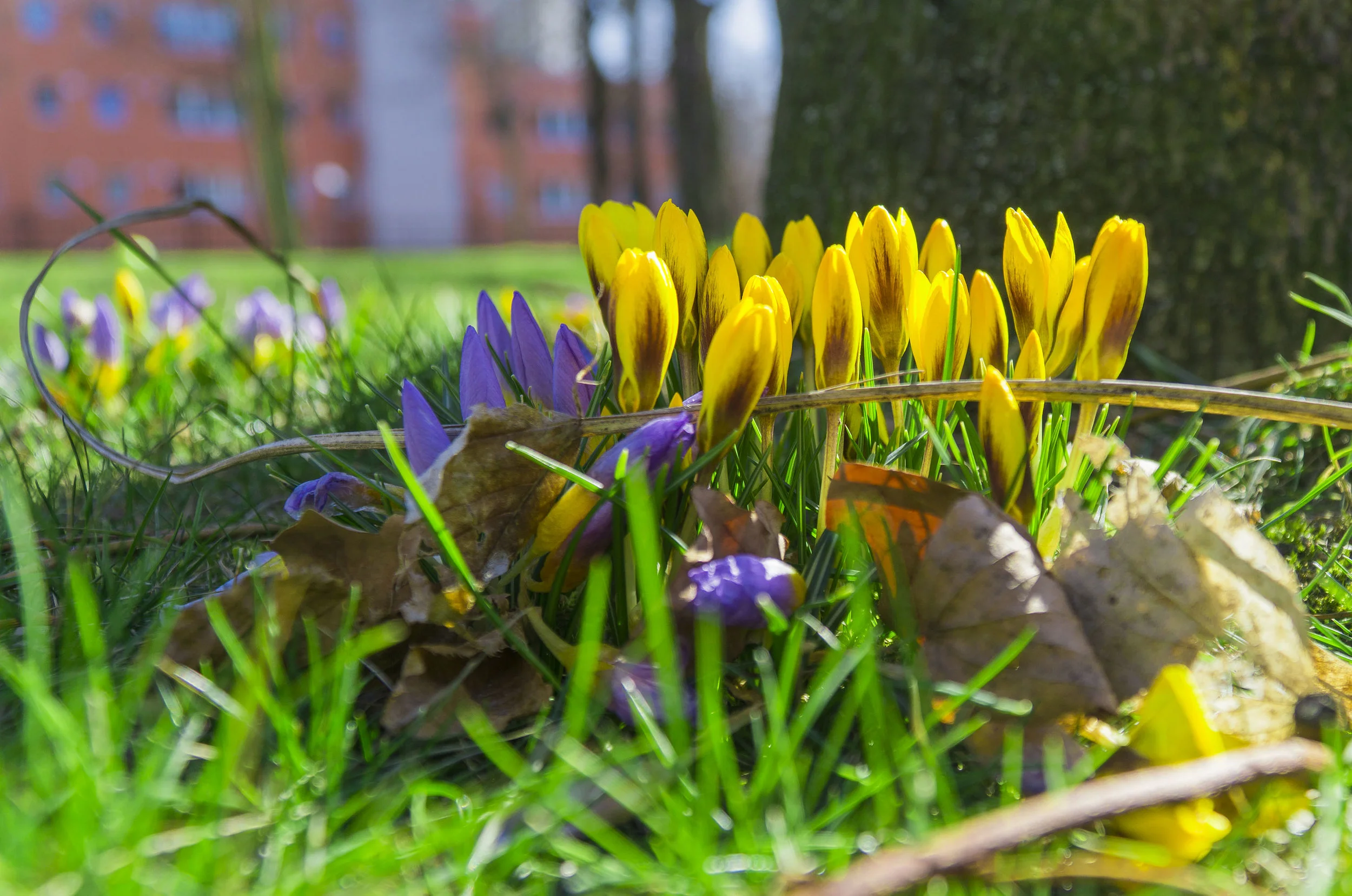 flowers3.jpg