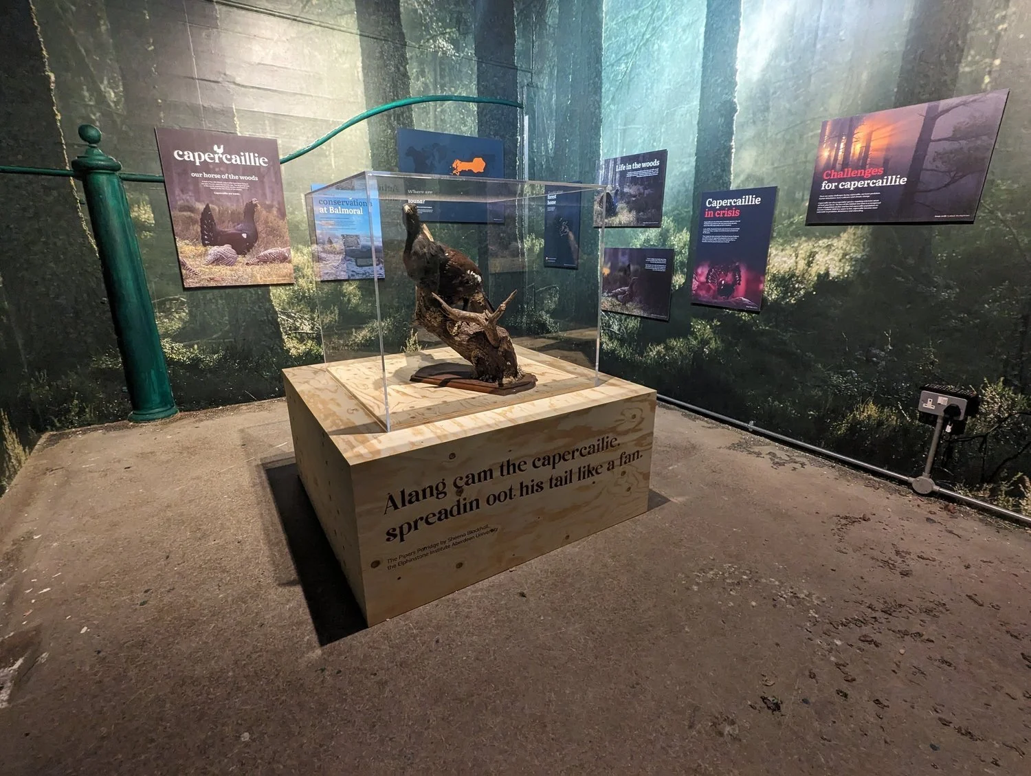 Capercaillie exhibition, Balmoral Castle Gallery.