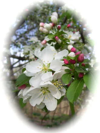 Crabapple Spring Returns 