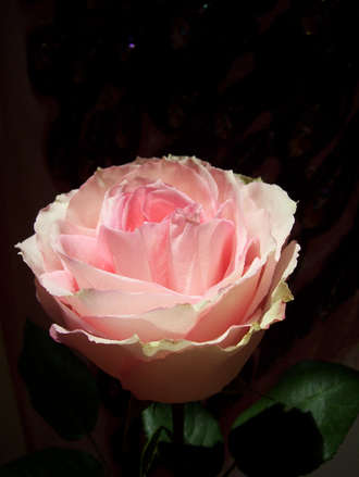 Old Masters' Rose