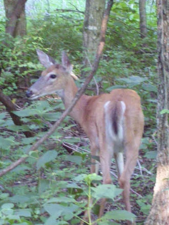 Deer Heart