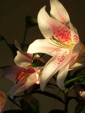 Lilies in Sunlight 