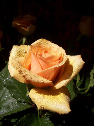 Heart of Gold 