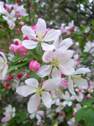 Blossom Time