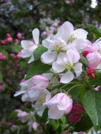 Rainwashed Crabapple 