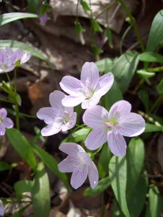 Spring Beauties