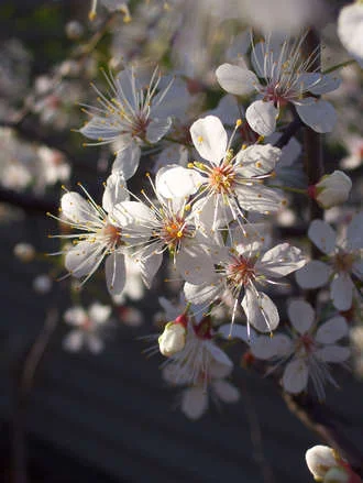 Blossomlight