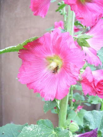 Bee Browsing for Nectar 
