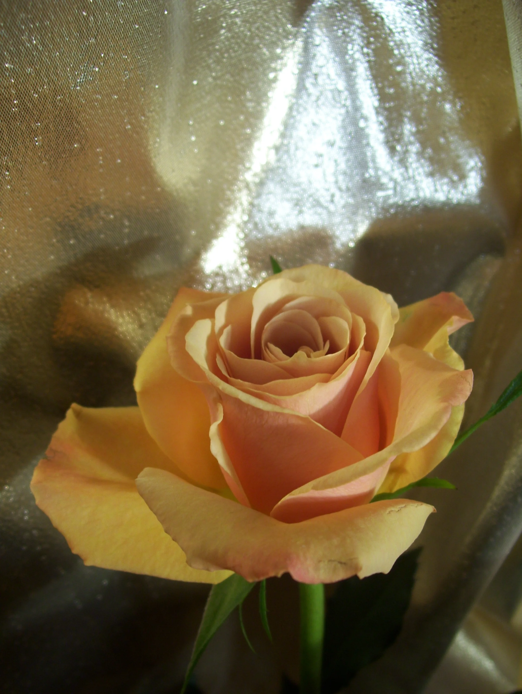 Rose Reflections © Candy Paull 