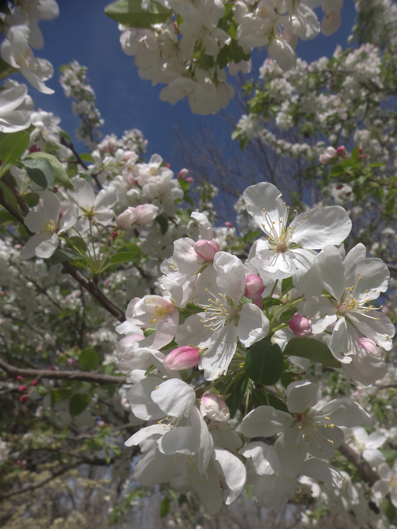 Apple Blossoms at Cheekwood ©candypaull.com