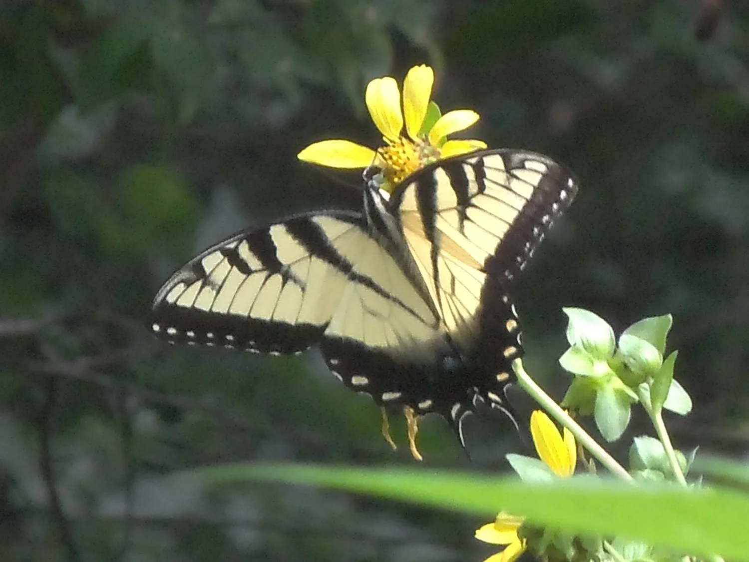 Summer Wings