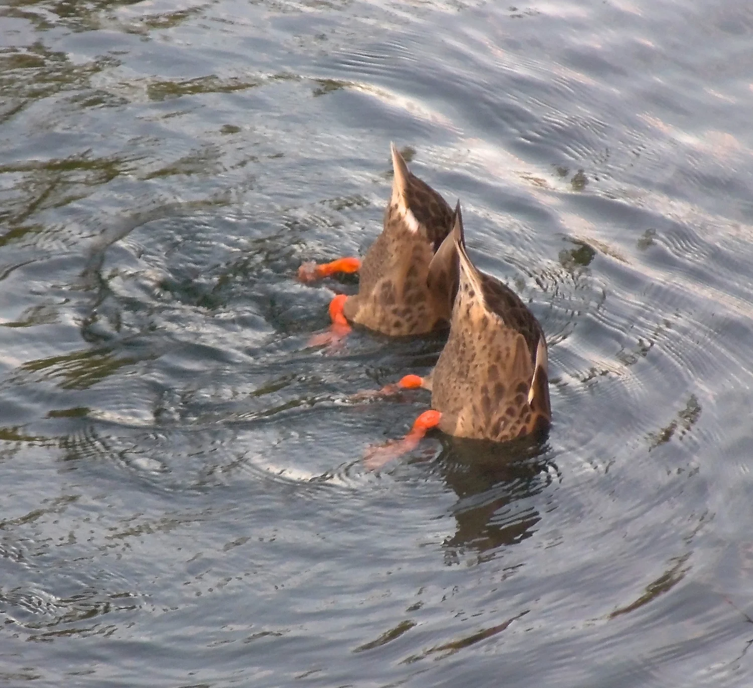 Ducking the Heat