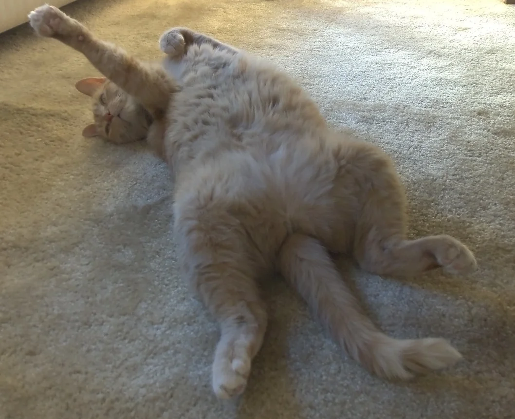 Kitty Emma on a Dog Day Afternoon 
