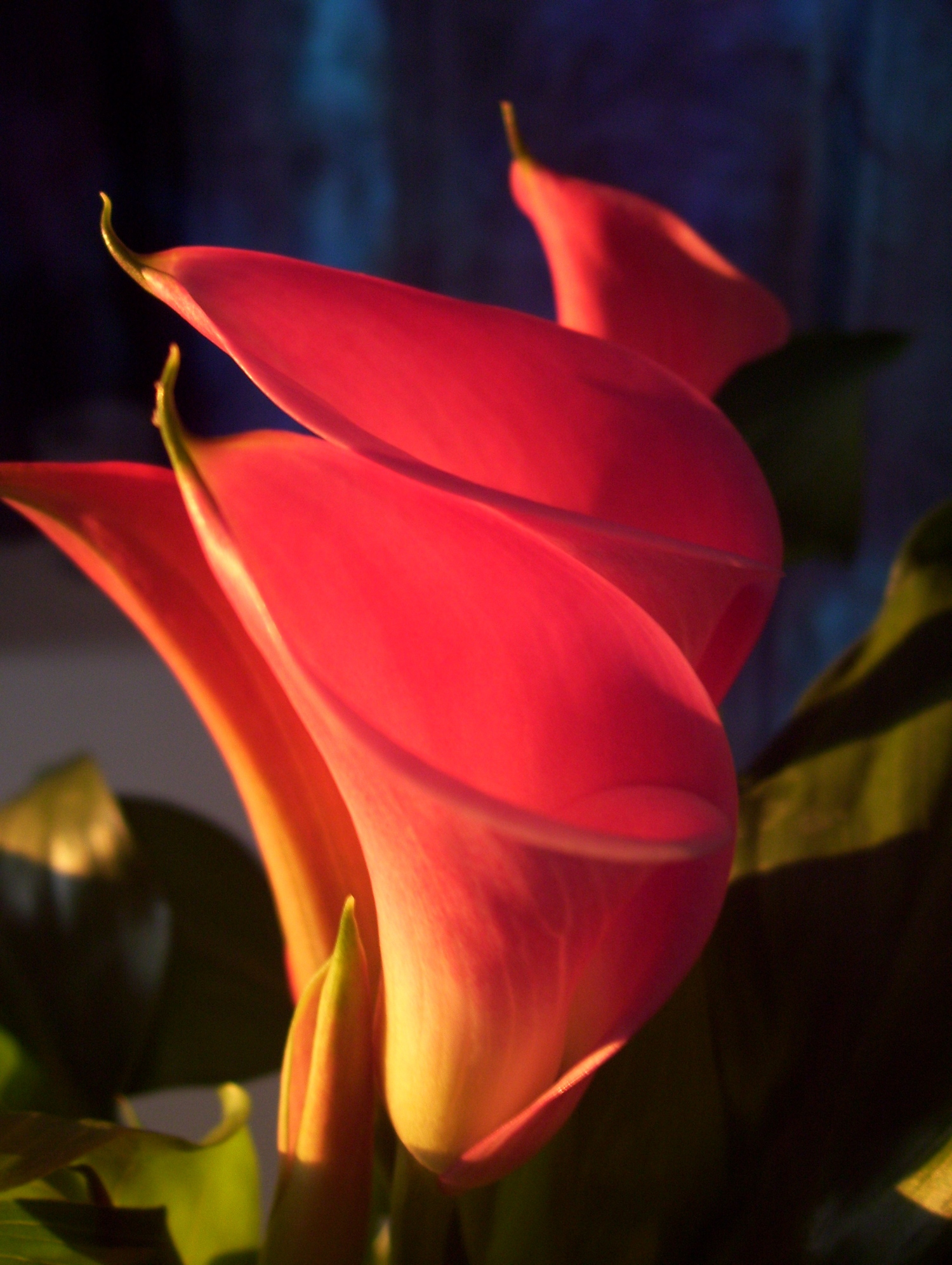 Calla Fire ©Candy Paull 