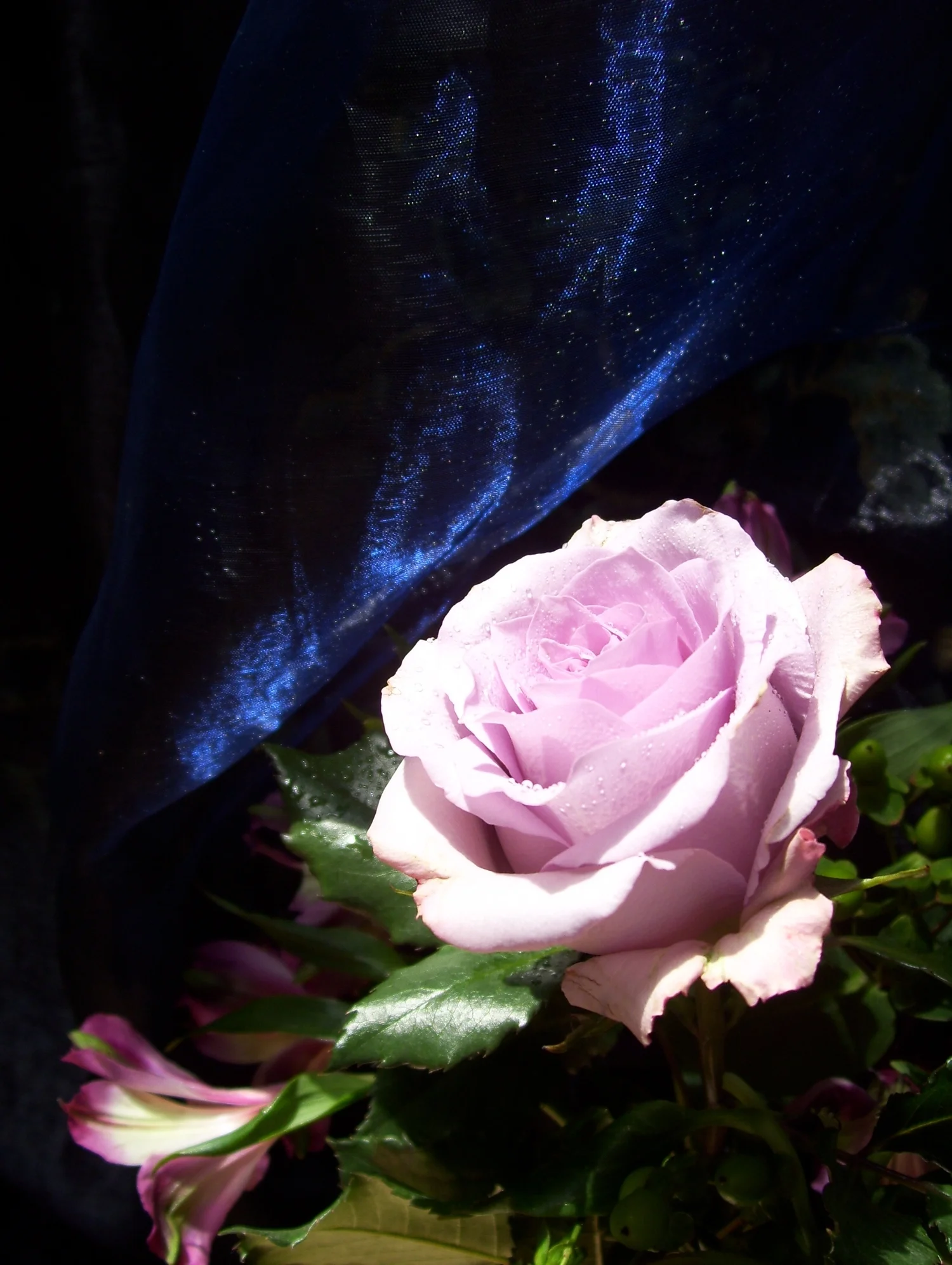Purple Glow 