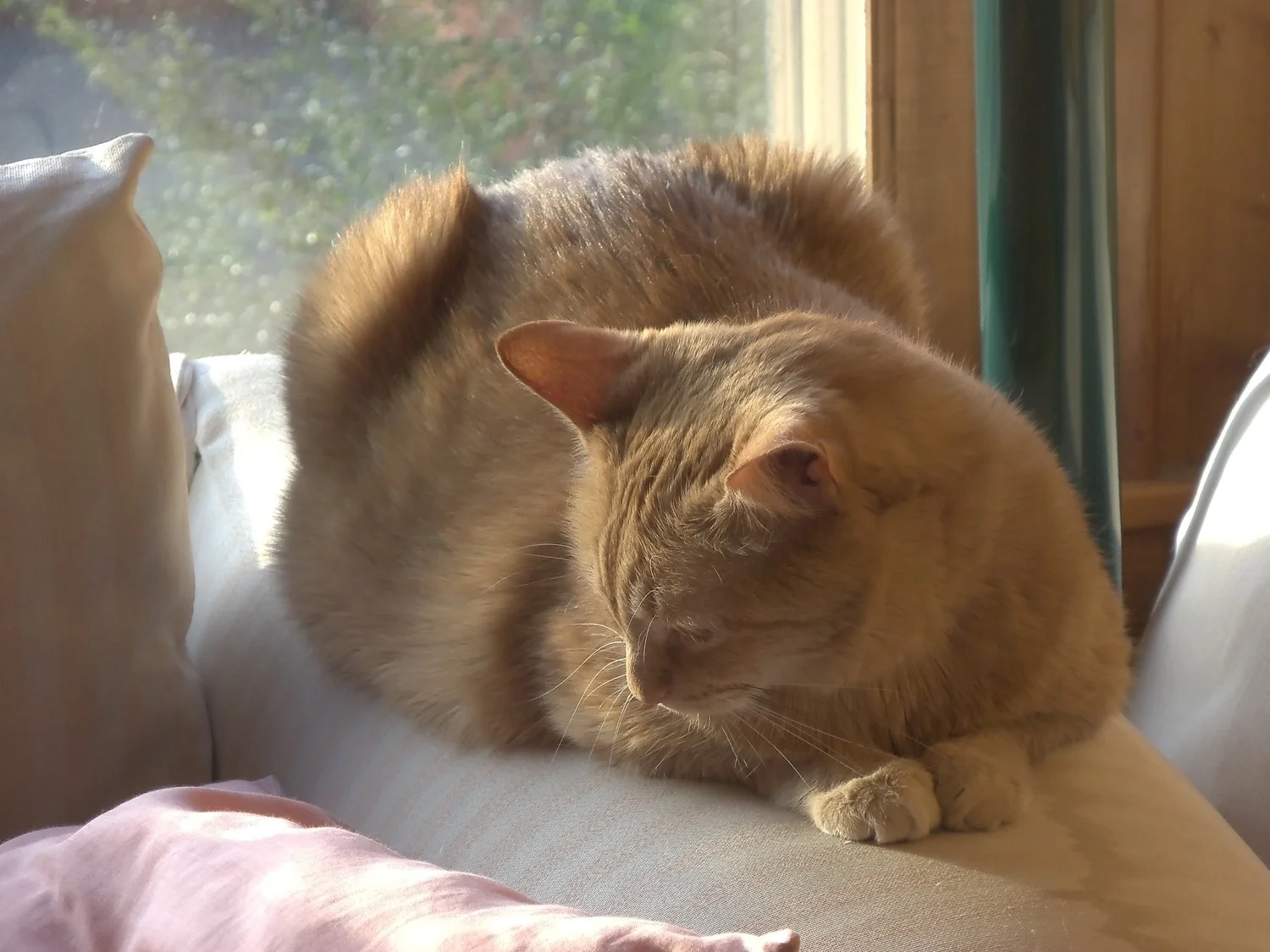Sweet kitty....