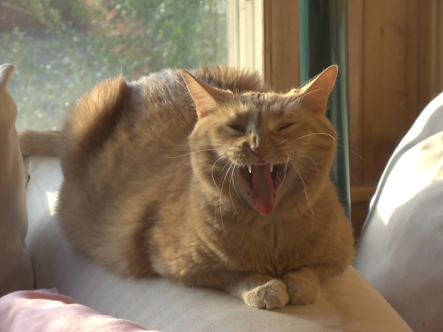 Predator yawn...