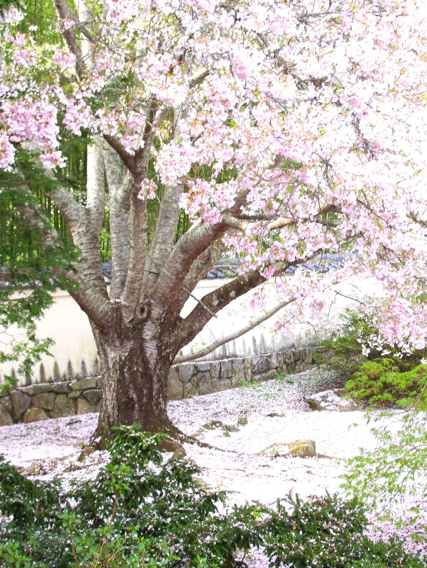 Cherry Blossom Blizzard 
