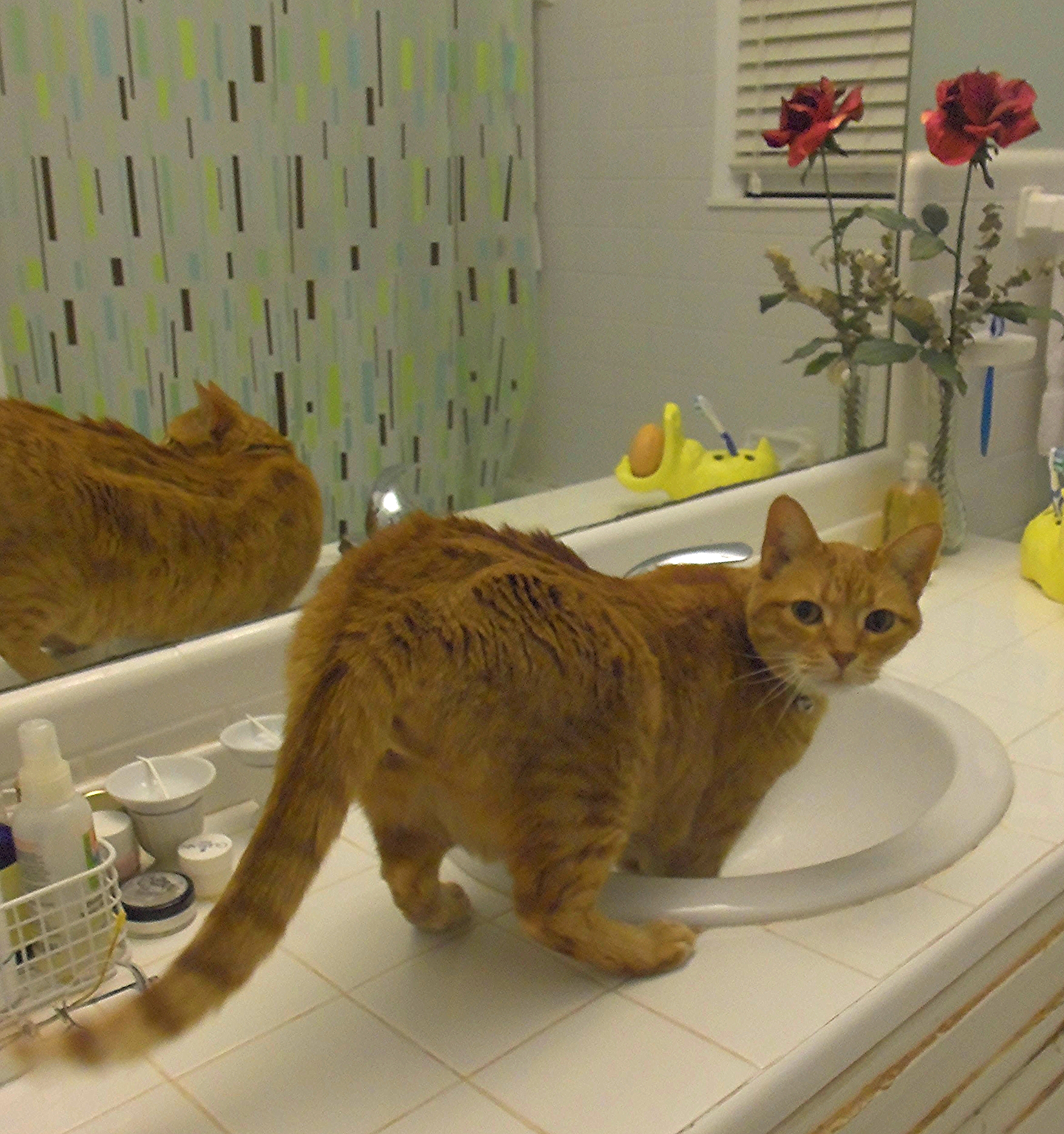 Petey discovers a new way to get a drink of fresh water 