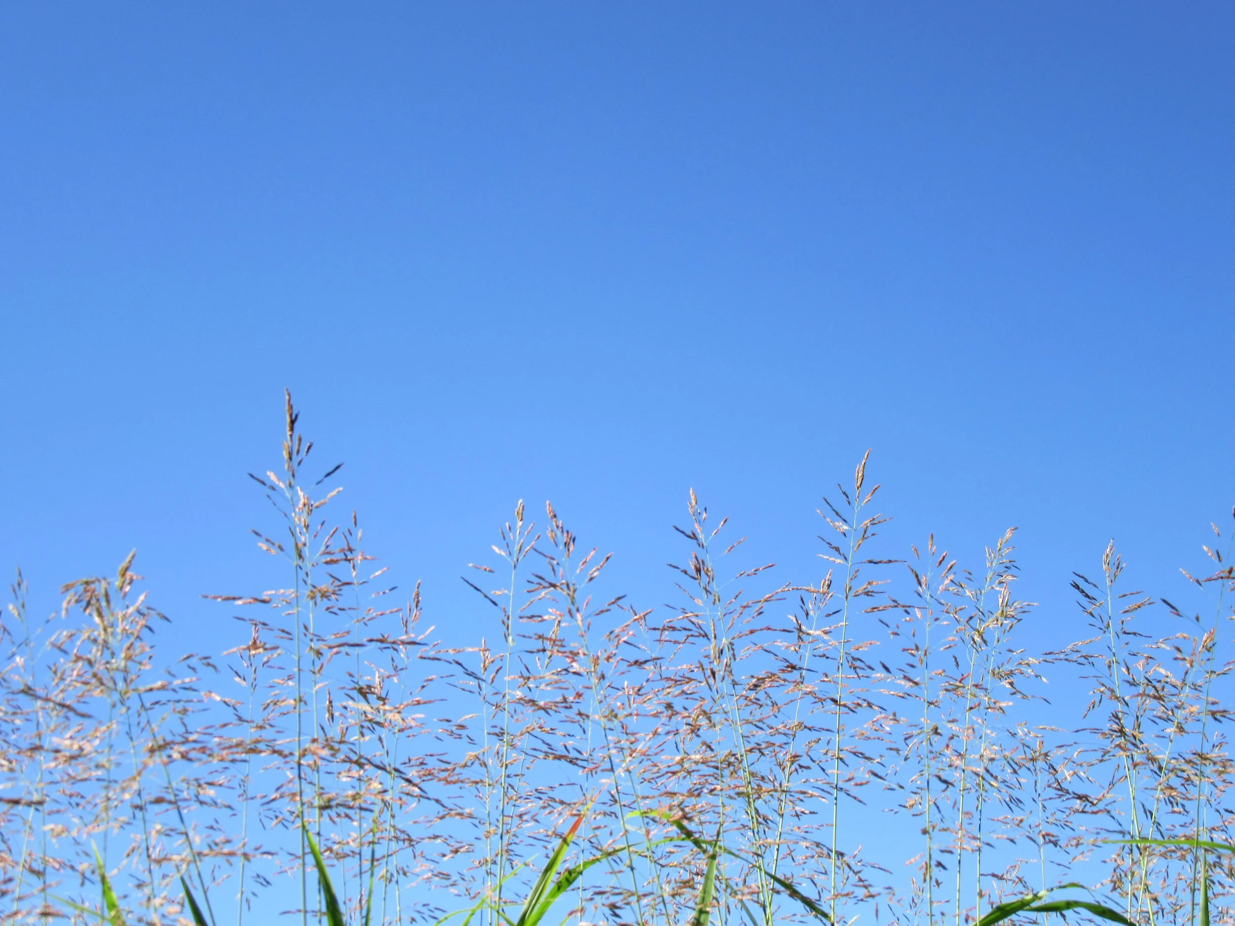 Splendor in the grass: hay seed high against a blue sky
