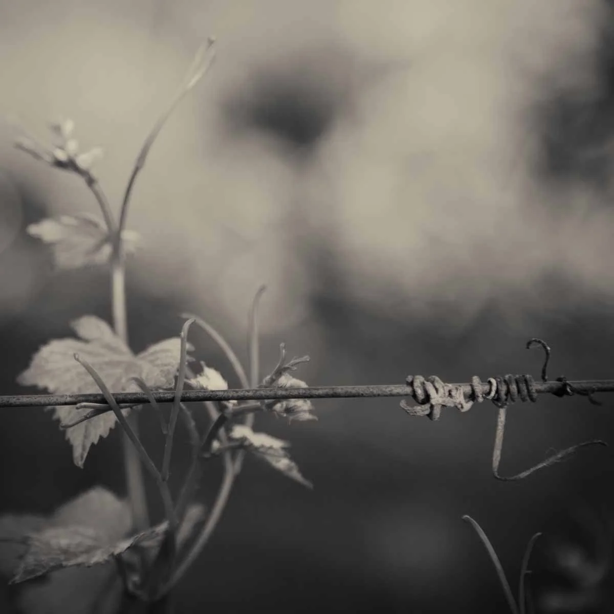 <untitled> (4288)-Edit.jpg