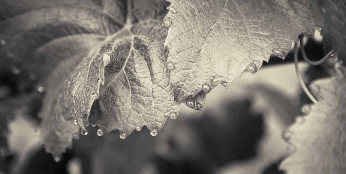 IMG_7698-Edit-Edit.jpg