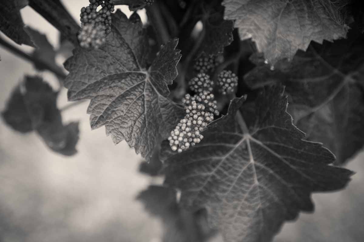 <untitled> (3417)-Edit-Edit.jpg