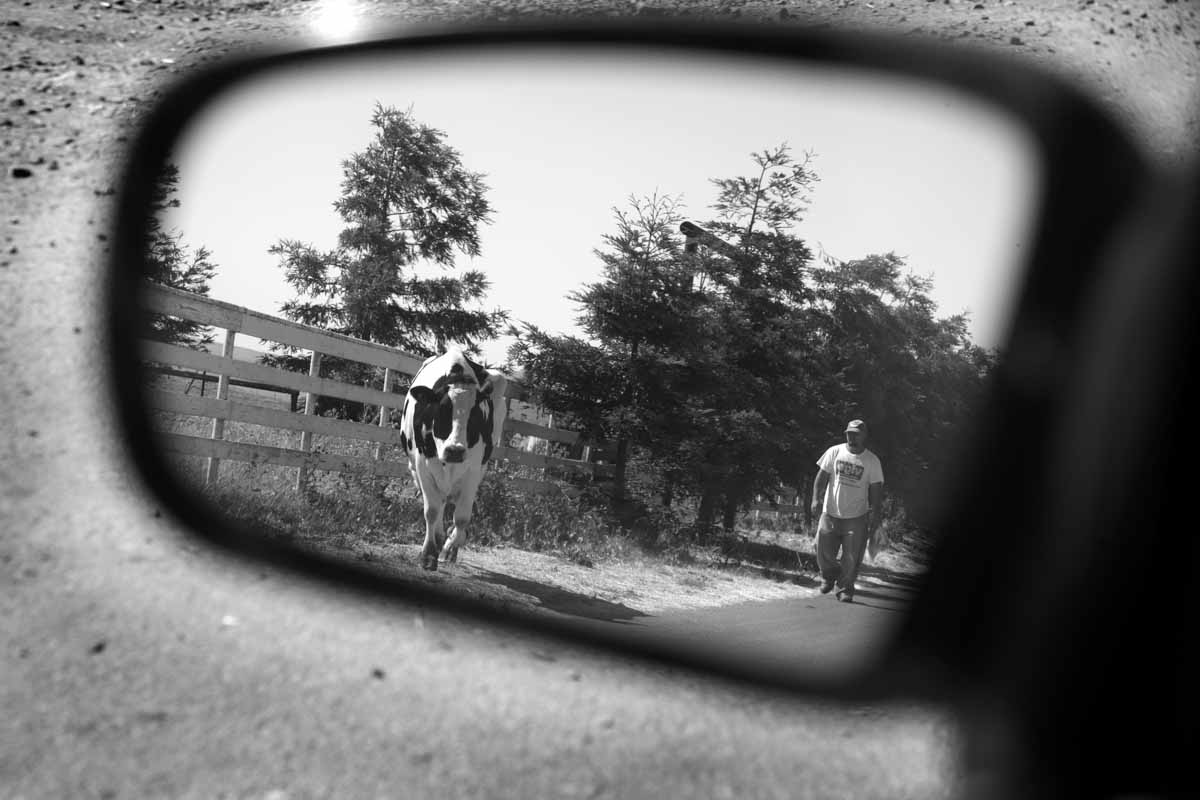 cow.jpg