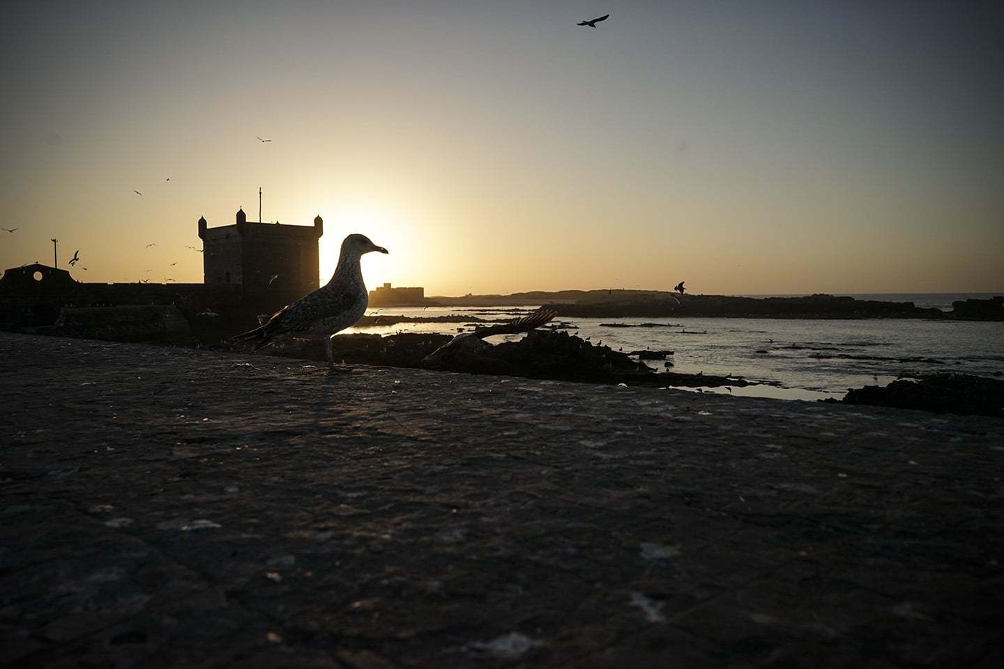 Essaouira_0013.jpg