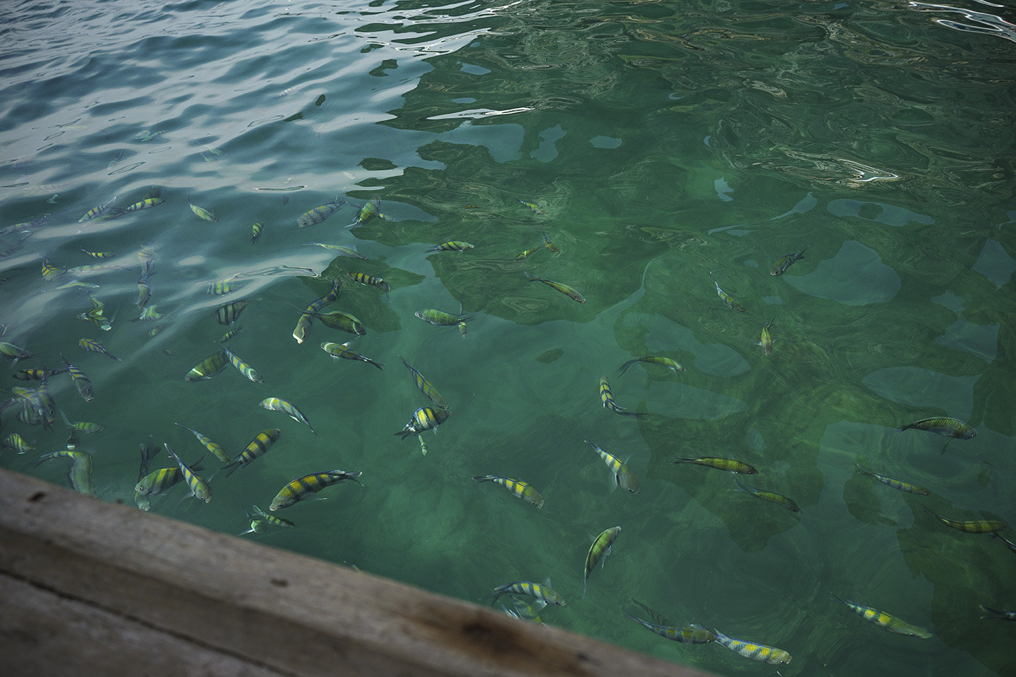 Koh Phi Phi_0034.jpg
