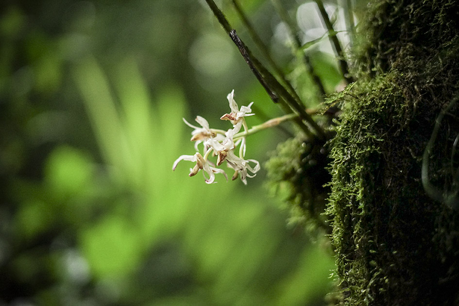 Monteverde Cloud Forest