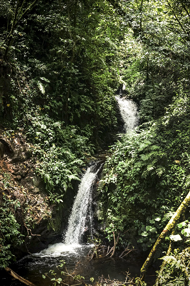 La cascada (Small waterfall in Monteverde Cloud Forest)
