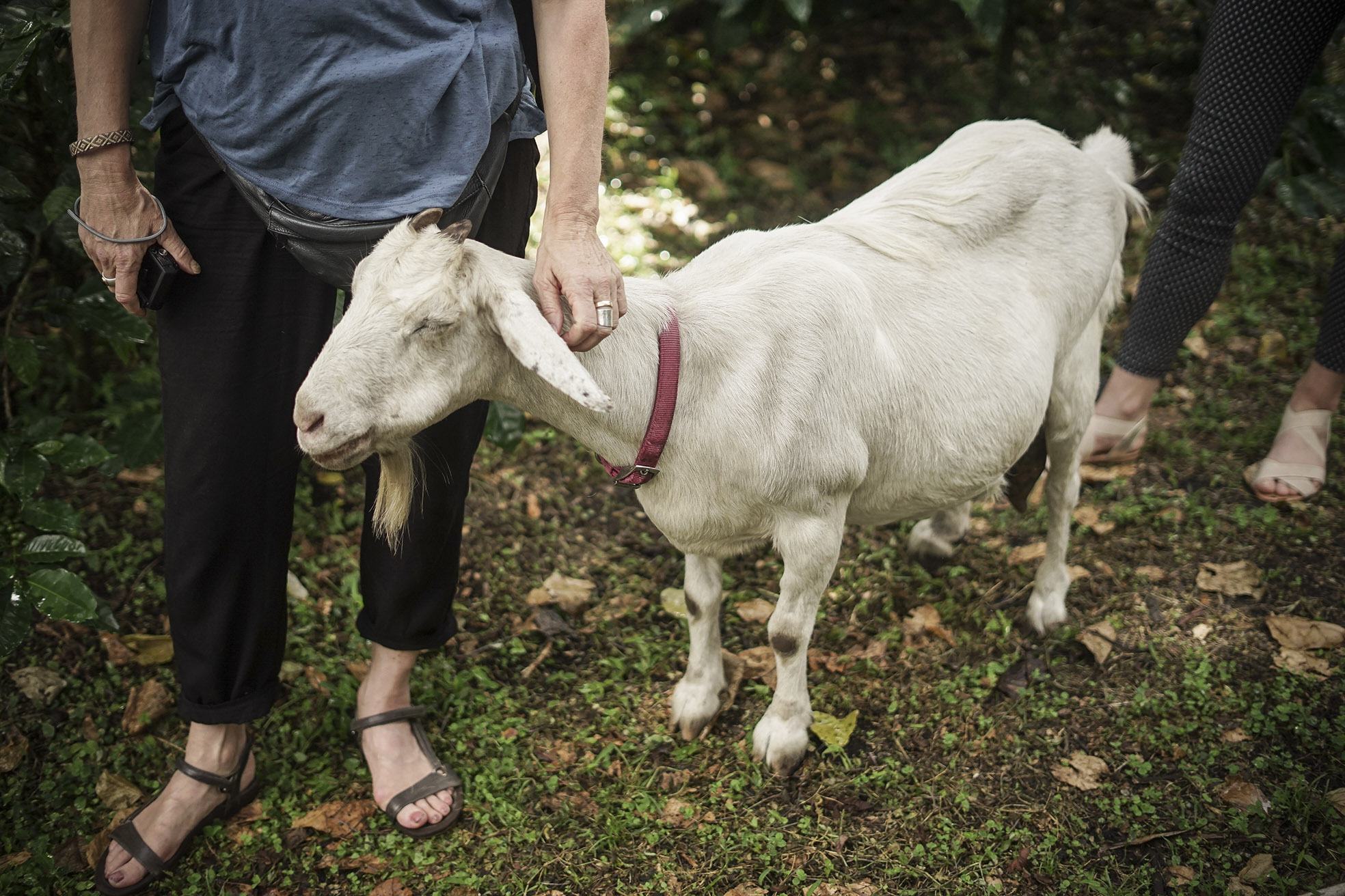 Blanca, The Resident Goat