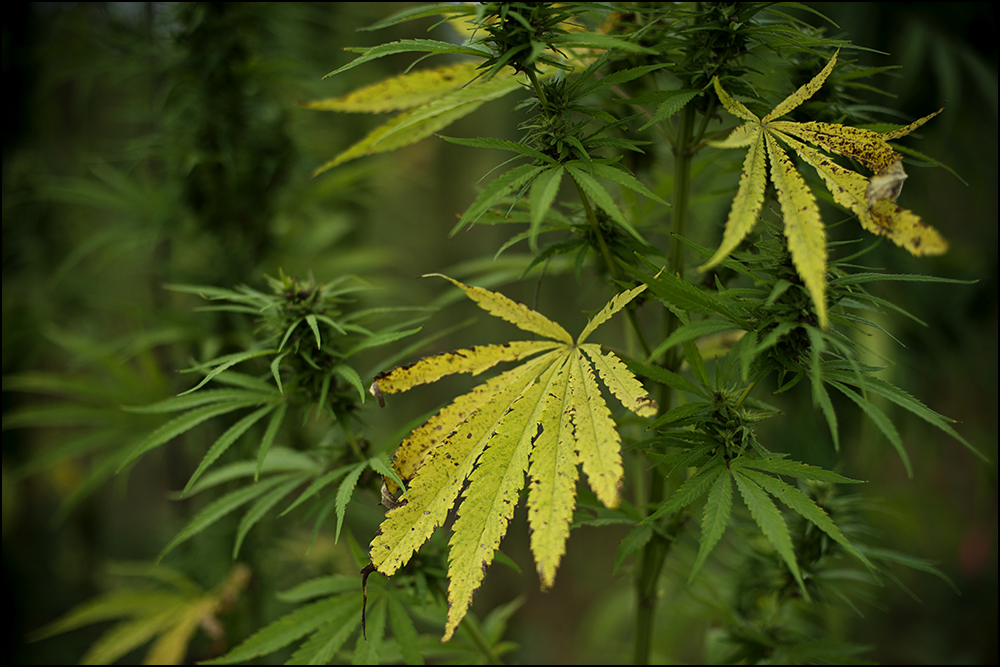  Workers harvest samples of hemp from a test plot at the Western Kentucky University Ag Farm in Bowling Green, KY on Thursday, September 11, 2014. The plot is one of six test plots around the state set up to explore the feasibility of the crop. Photo