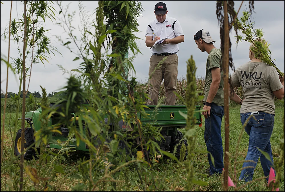 Workers harvest samples of hemp from a test plot at the Western Kentucky University Ag Farm in Bowling Green, KY on Thursday, September 11, 2014. The plot is one of six test plots around the state set up to explore the feasibility of the crop. Photo