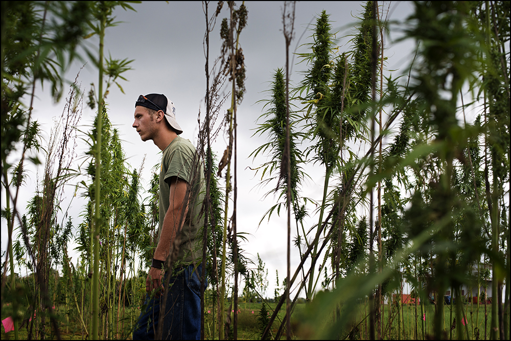  Workers harvest samples of hemp from a test plot at the Western Kentucky University Ag Farm in Bowling Green, KY on Thursday, September 11, 2014. The plot is one of six test plots around the state set up to explore the feasibility of the crop. Photo