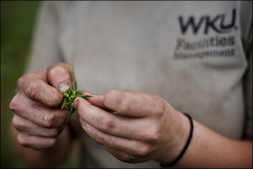  Workers harvest samples of hemp from a test plot at the Western Kentucky University Ag Farm in Bowling Green, KY on Thursday, September 11, 2014. The plot is one of six test plots around the state set up to explore the feasibility of the crop. Photo