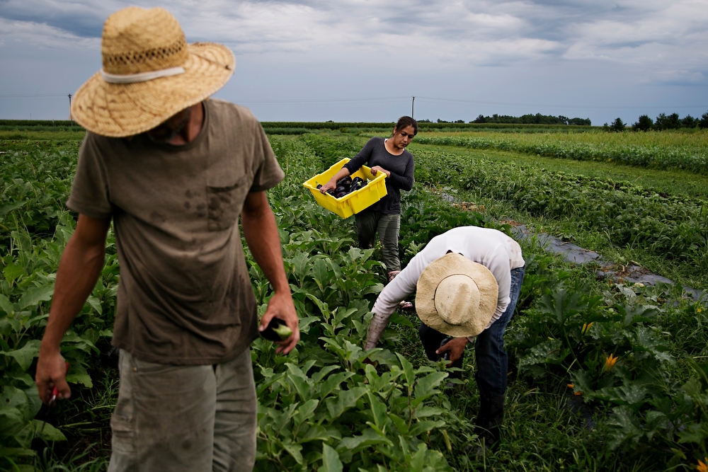  Andrew Dunham, left, Elias Bustos, 43 of Mexico, center, and Theresa Bustos, back, pick eggplant at Grinnell Heritage Farm in Grinnell on Tuesday, July 28, 2015. Dunham started converting his families farm to organic when he took it over in 2006 and