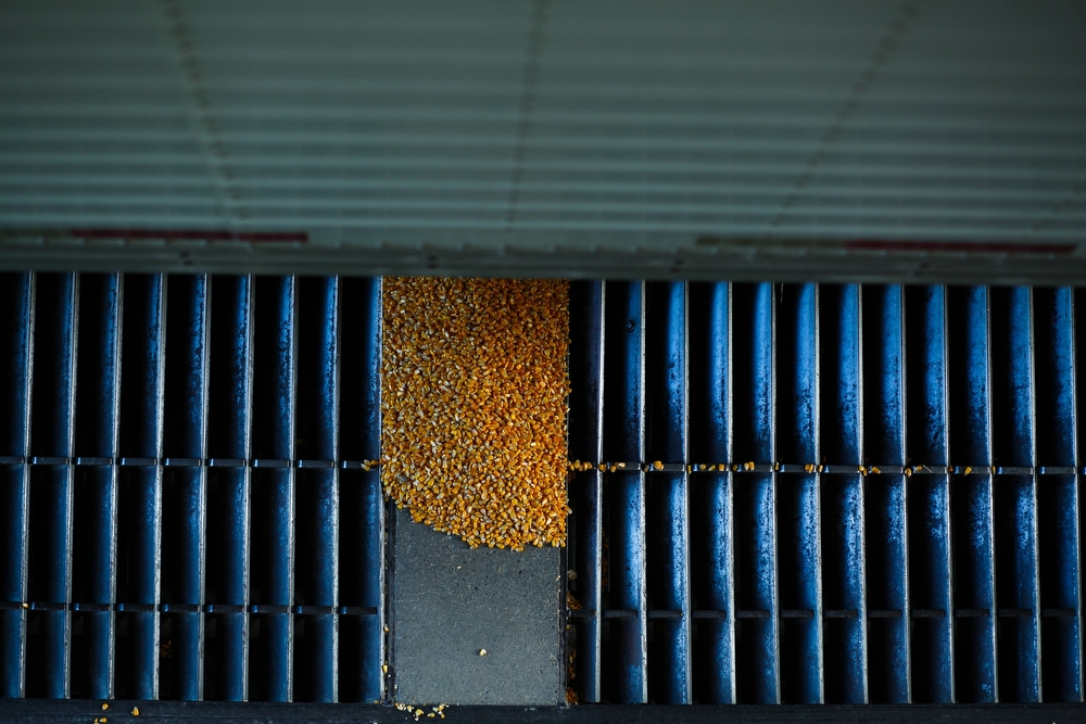  Corn is unloaded from a semi at the West Central Co-Op in Adair on Wednesday, November 04, 2015 in Adair.
 